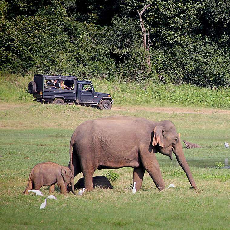 Day 03 | Polonnaruwa & Minneriya