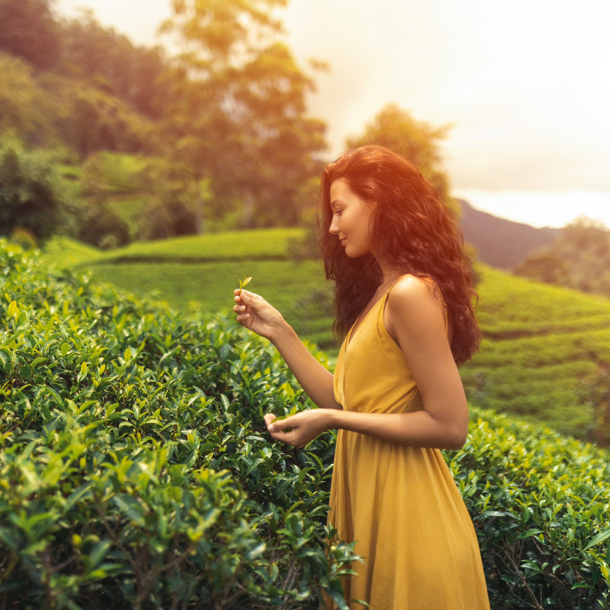 Day 05 | Nuwara Eliya – Ella (Distance: 55 KM | Travel Time: 2h | Sightseeing – Gregory Lake, Tea Factory, Nine Arches Bridge, Little Adam’s Peak)